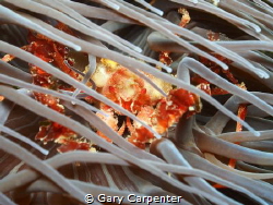 Crab (Inachus sp) in Snakelocks anemone (Anemonia viridis) by Gary Carpenter 